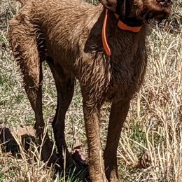 German Wirehaired Pointers and Wirehaired Vizslas from Buffalo Creek Kennel