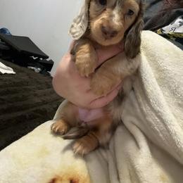 Dachshund Puppies from EntityDachs