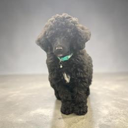 Truffles - Black male Poodle puppy in Gainesville, Florida from Pet Inn Xxweetdoodles