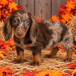 Manny - Dapple male Dachshund puppy in Industry, Illinois from KDKs Kennels