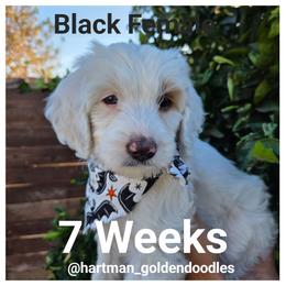 Black - Parti female Goldendoodle puppy in Upland, California from Hartman Goldendoodles