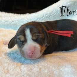 Flora - Black white and tan female Beagle puppy in Rogersville, Missouri from Hales Little Beagle Haven