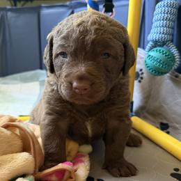 Otter - Brown female Chesapeake Bay Retriever puppy in Castle Rock, Colorado from Blue Skye Chesapeakes