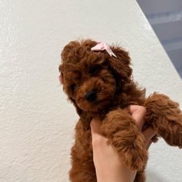 Honeybun - Red  female Goldendoodle puppy in Miami, Florida from Haus of Pawz