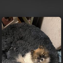 Pomeranian Puppies from Highlander Pomeranians