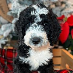 Raspberry Tea - Black Double Doodle puppy in Palmetto Bay, Florida from Coral Gables Doodles