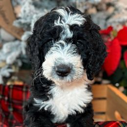 Raspberry Tea - Black Double Doodle puppy in Palmetto Bay, Florida from Coral Gables Doodles