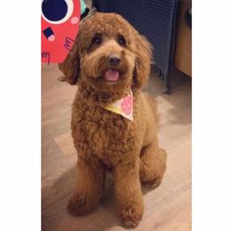 Evie - Goldendoodle