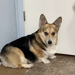 Cooper - Pembroke Welsh Corgi