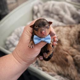 Reggie - Parti male Yorkshire Terrier puppy in Midland, Texas from Southern Yorkie Pies