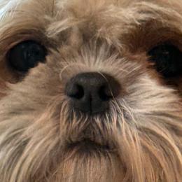 Shih Tzus from Tony's Shih Tzus