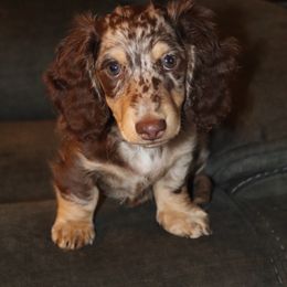 Billy - Dachshund