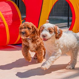 Goldendoodle Puppies from BFF Goldendoodles