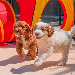 Goldendoodle Puppies from BFF Goldendoodles