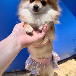 Kita - Pomeranian