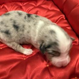 Atlas - Blue merle male Miniature American Shepherd puppy in Ballico, California from SierraVu Minis