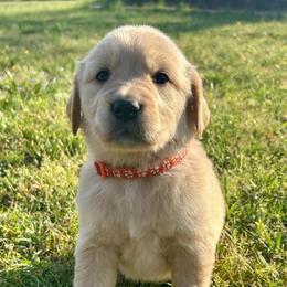 Sonny - Light golden male Golden Retriever puppy in Doniphan, Missouri from Stockford’s Golden Retrievers