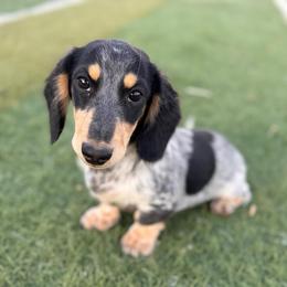 Ranger - Piebald male Dachshund puppy in Duncan, Arizona from Bootheel Doxies