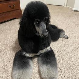 Poodle puppies from Peyton Poodles