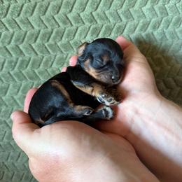 Gumbo - Black and tan male Cavalier King Charles Spaniel puppy in Gonzales, Texas from Veach Cavaliers & Farm