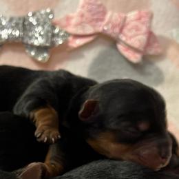 Louise - Black and tan female Yorkshire Terrier puppy in Dallas, Texas from JBzPawz