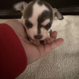 Girl 1 - Silver female Chihuahua puppy in Madison, Virginia from KimberGlen Chihuahuas