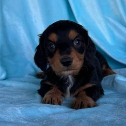 Isaac - Black and tan male Dachshund puppy in Hawley, Texas from Foxy’s Dachshunds & Toy Aussies
