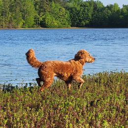 Chesky - Goldendoodle