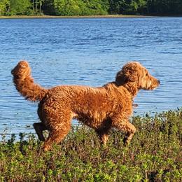 Chesky - Goldendoodle