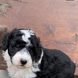 Orange - Black and white male Aussiedoodle puppy in Spring Hill, Tennessee from Duke's Mini & Toy Australian Shepherds & Aussiedoodles
