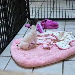 Toy Fox Terrier Puppies from Ultra Quest Show Dogs