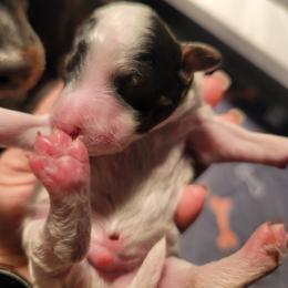Dudley - Phantom male Poodle puppy in Vinemont, Alabama from RottenDog's Poodles