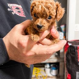 Rocket - Red  male Poodle puppy in Picayune, Mississippi from JEN's Poodles