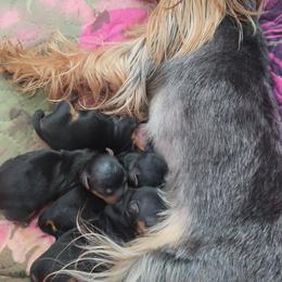 Boy - Black and tan male Yorkshire Terrier puppy in Nitro, West Virginia from Nitro Elite Babydoll Yorkies