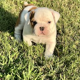Bulldog Puppies from Moffitt Bulldogs