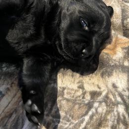 Labrador Retriever Puppies from LakeHouse Labrador Retriever