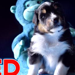Doug - Black Australian Shepherd puppy in Delta, Missouri from Nightblood Aussies