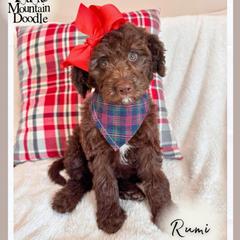 Rumi - Chocolate female Double Doodle puppy in Eagle Mountain, Utah from Lake Mountain Doodle