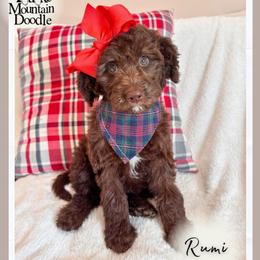 Rumi - Chocolate female Double Doodle puppy in Eagle Mountain, Utah from Lake Mountain Doodle