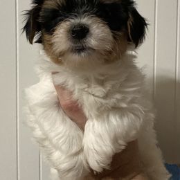 Assorted Doodle Crosses, Double Doodle, Maltipoo, Morkie, and Yorkipoo Puppies from Danza Bolo