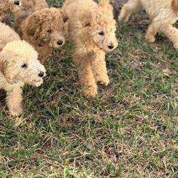 Poodle Puppies from Regal Crest Poodles