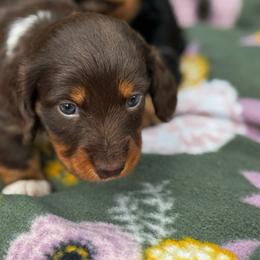 Chocolate and tan boy - Chocolate and tan male Dachshund puppy in Johnson, Vermont from RBP Dachshunds