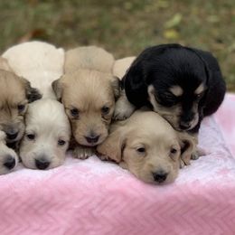 Dachshunds from Creekwood Dachshunds