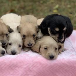 Dachshunds from Creekwood Dachshunds