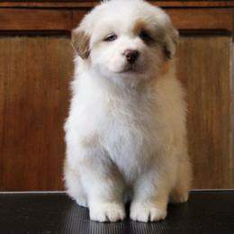 Biggie - Red merle male Australian Shepherd puppy in Sedalia, Missouri from Affinity Aussies