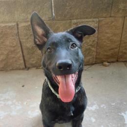 Griffon - Black brindle male Dutch Shepherd puppy in Auburn, Georgia from Faberge Hollandse Herdershond