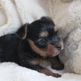 Missy - Black and tan female Yorkshire Terrier puppy in Eastland, Texas from Peach Yorkies