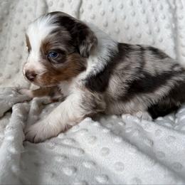 Katie - Red merle female Australian Shepherd puppy in Quaker City, Ohio from Wagon Wheel Aussies and Corgi’s