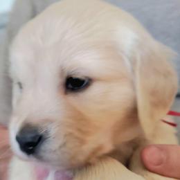 4th pick girl - Light golden female Golden Retriever puppy in Sandy, Utah from Golden Meadows of Utah