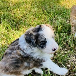 Millie - Red tri-color Aussiedoodle puppy in Albertville, Alabama from Home Sweet Home Doodles LLC